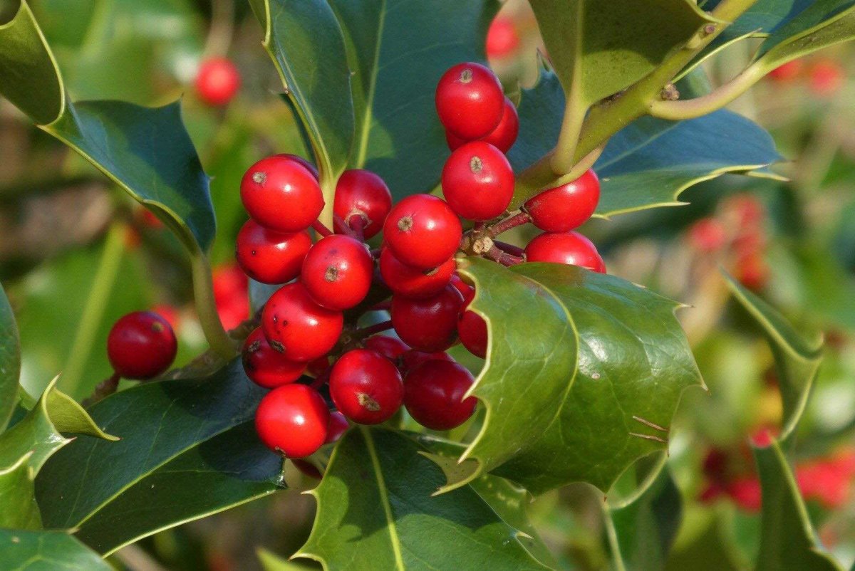 Hulst Holly Berry