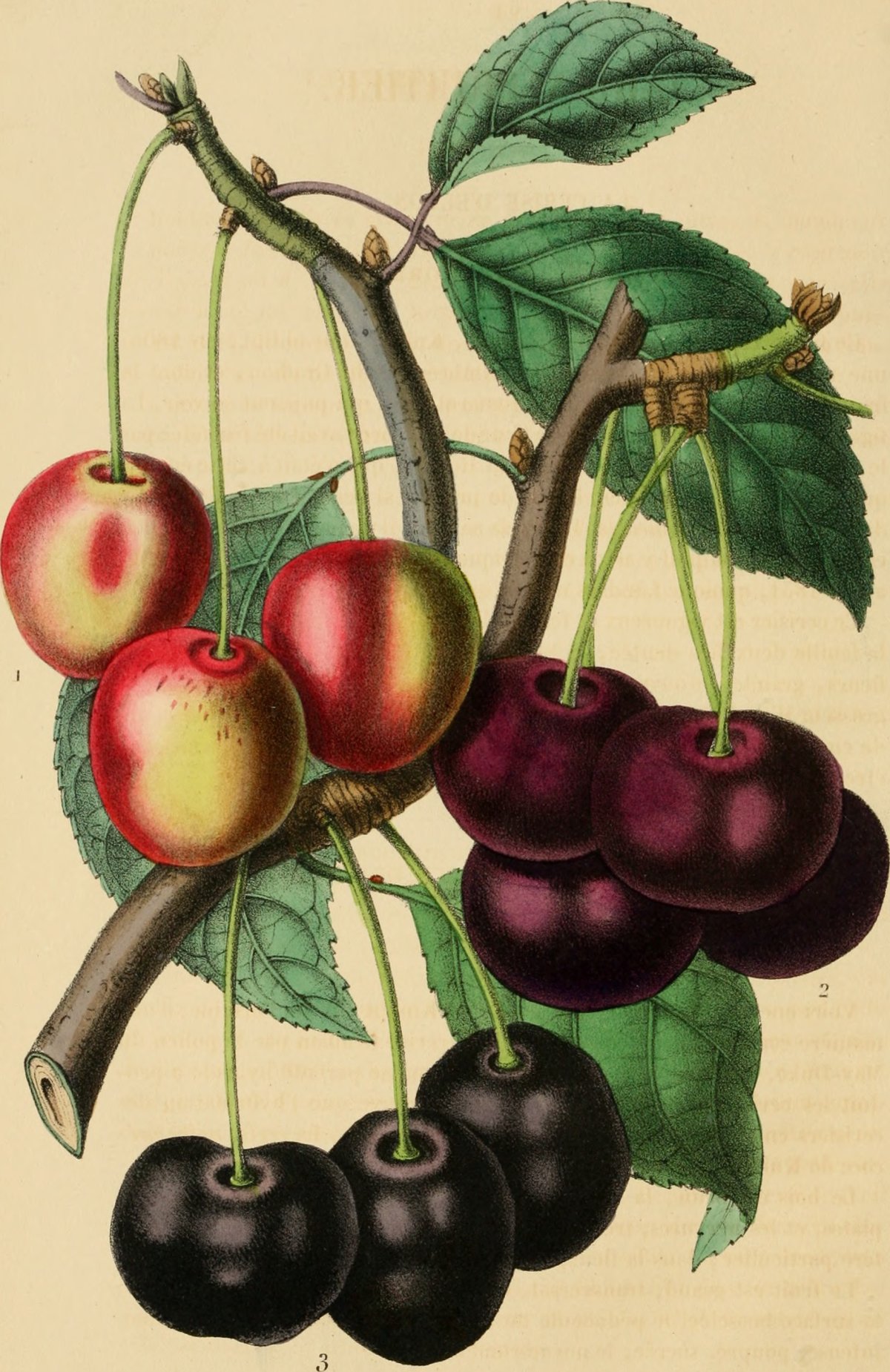 Prunus avium. Ботаническая иллюстрация