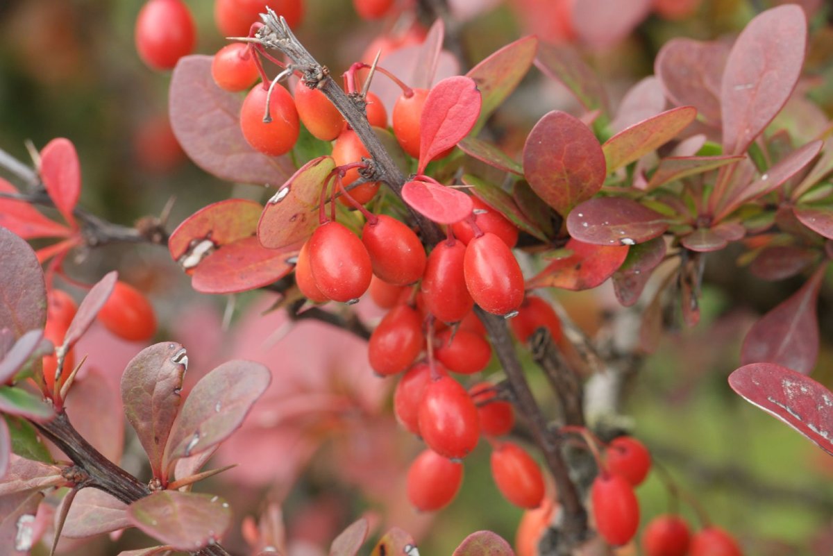 Дарухаридра, Барбарис индийский (Berberis aristata)