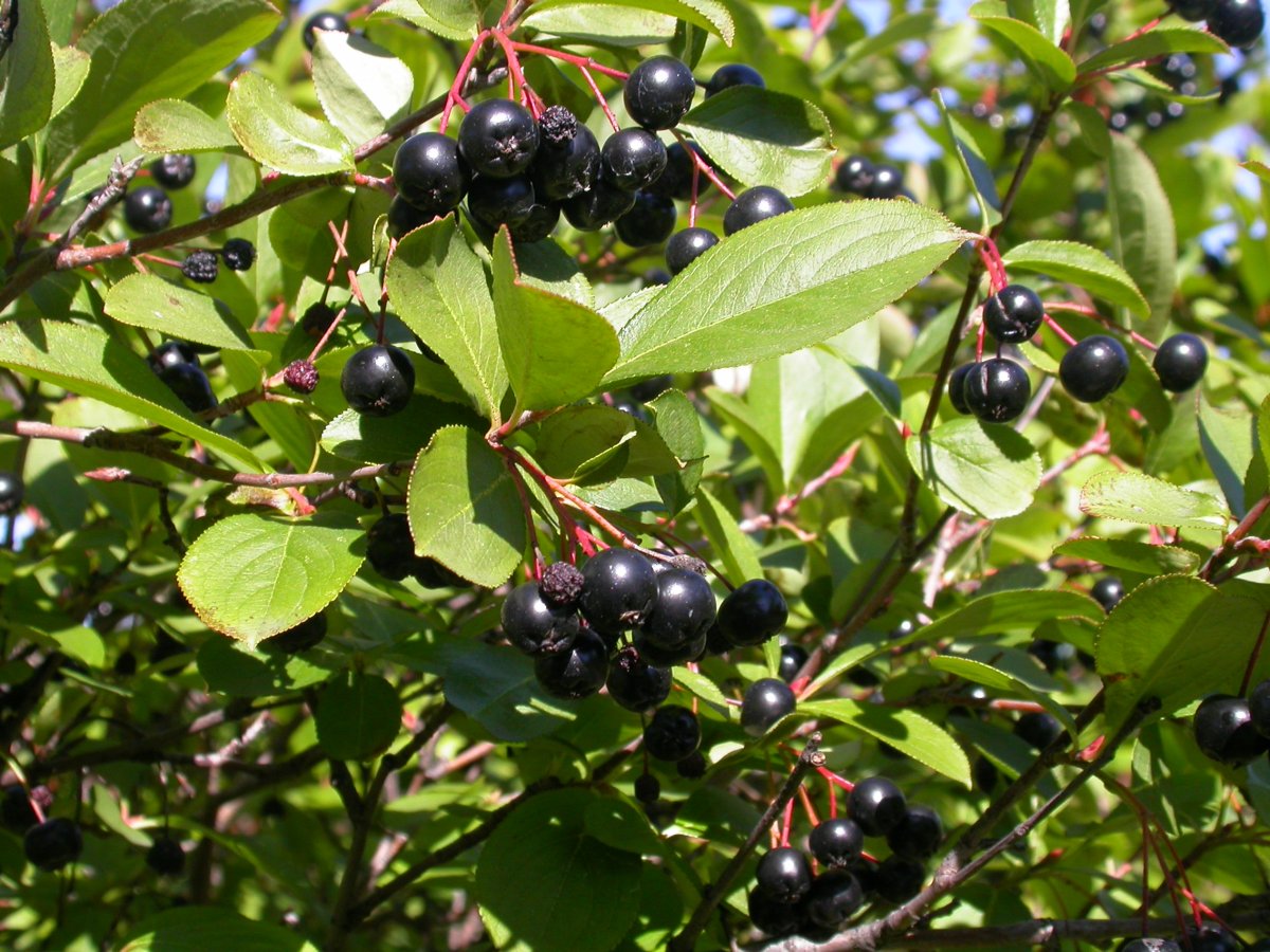 Арония черноплодная (Aronia melanocarpa)