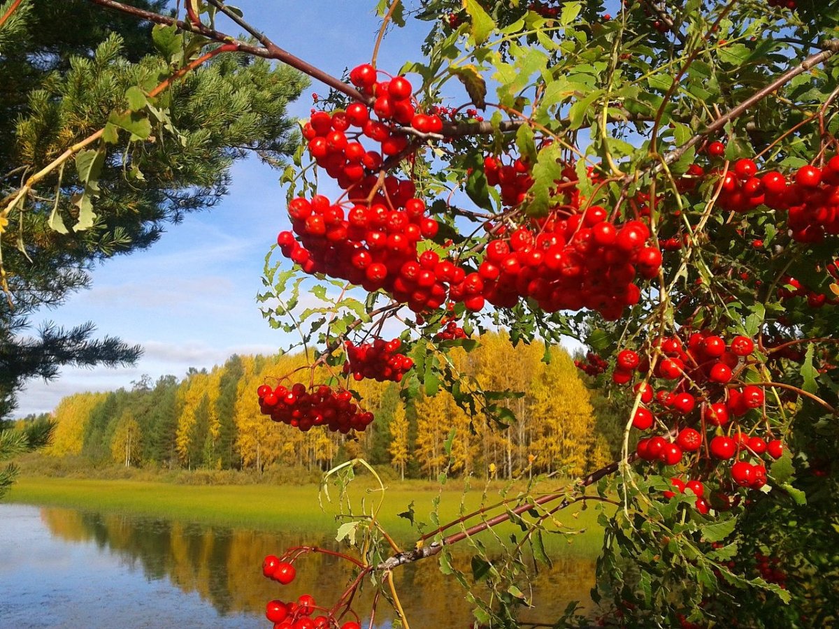 Осенний пейзаж с рябиной