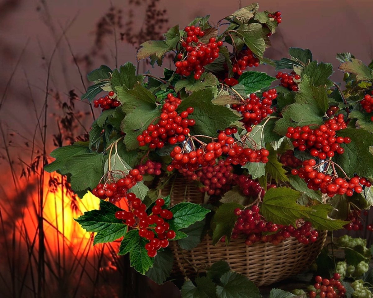 Ветка калины