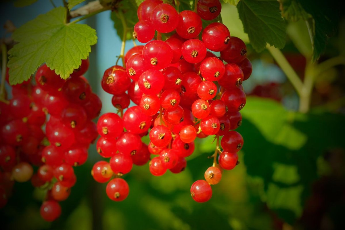 Смородина красная - ribes rubrum