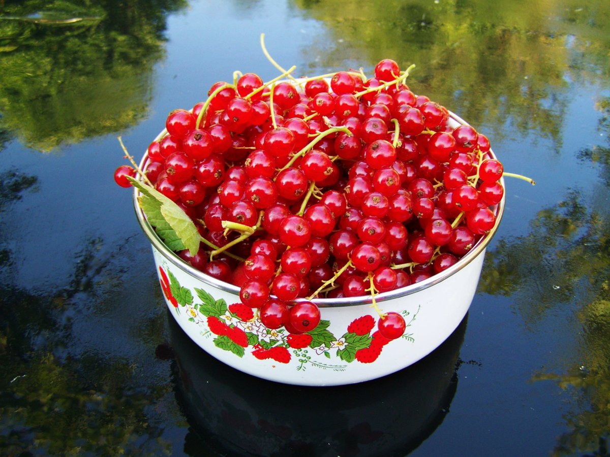 Вишня смородина черная красная