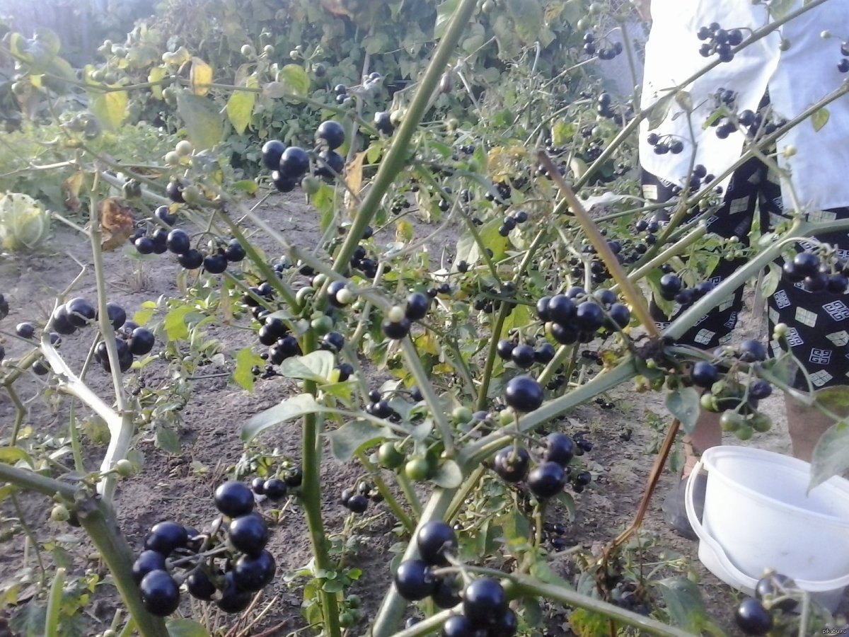 Паслен ягода куст