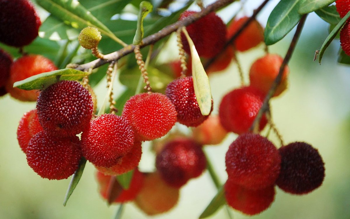 Восковница Myrica rubra