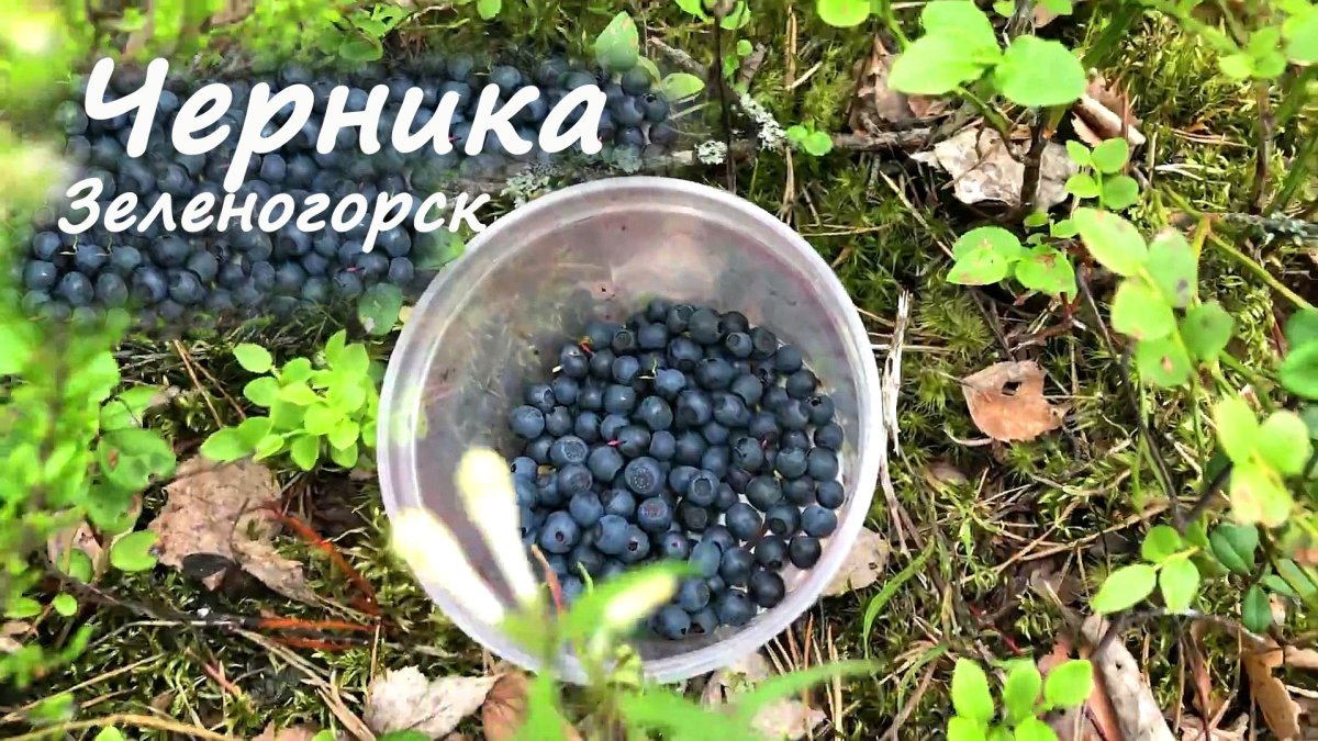 Я ягода