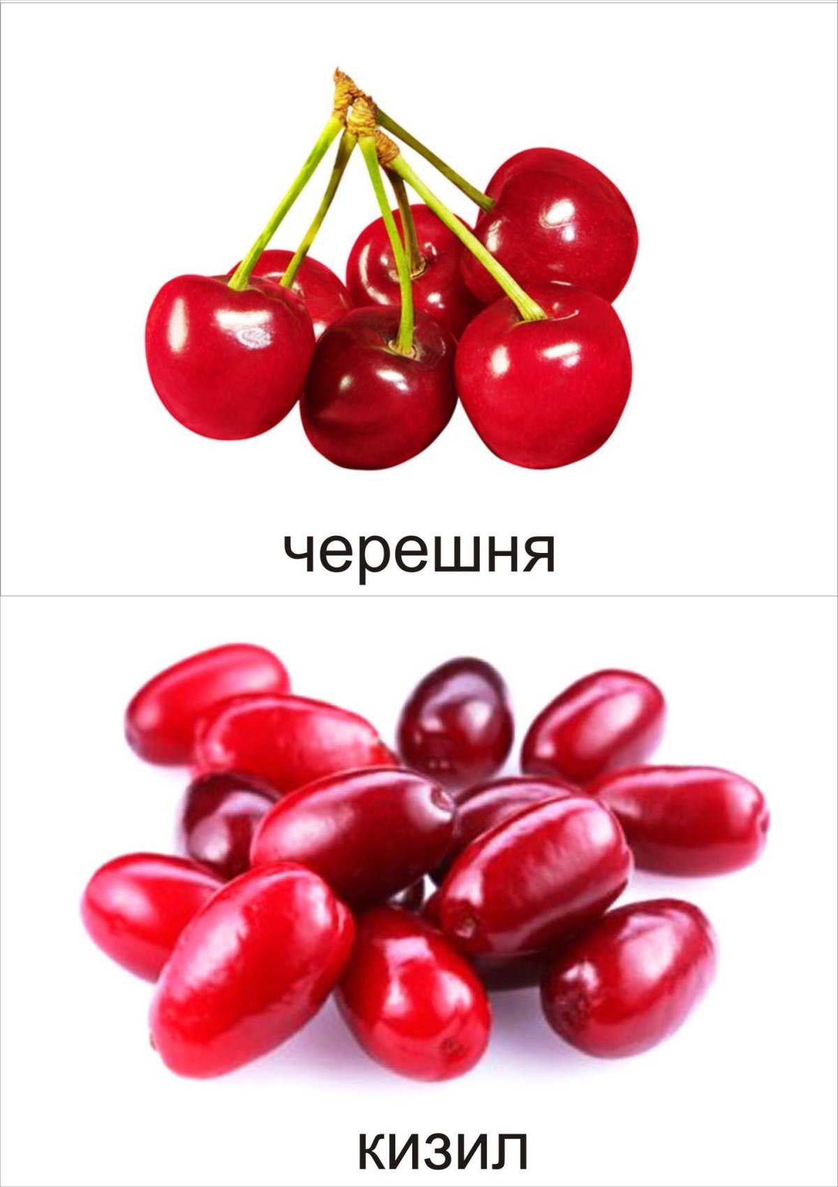 Агабум карточки ягоды 193299