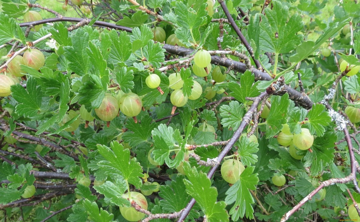 Крыжовник сеянец Лефора