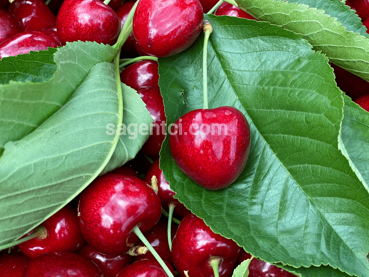 Черешня саммит