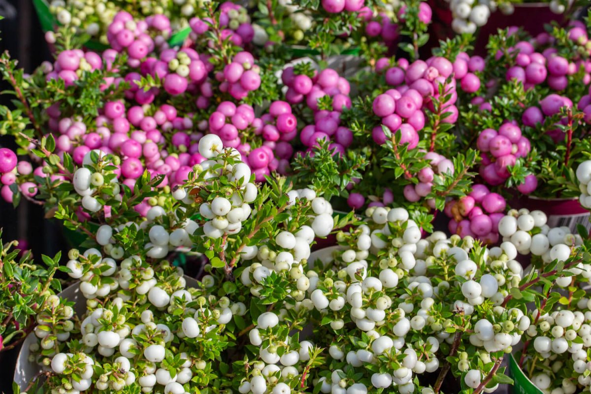 Фото Pernettya Gaultheria mucronata