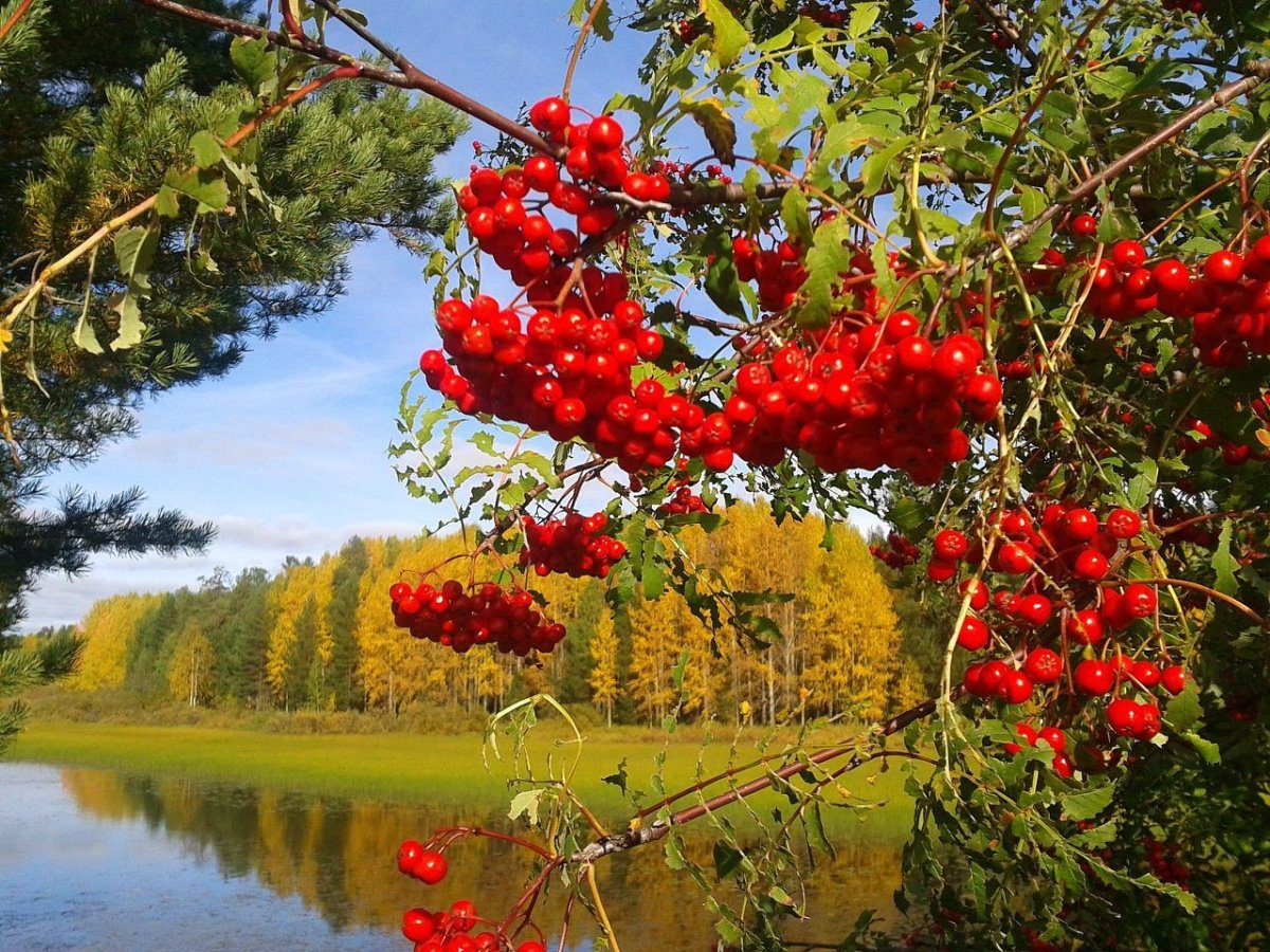 Осенняя рябина