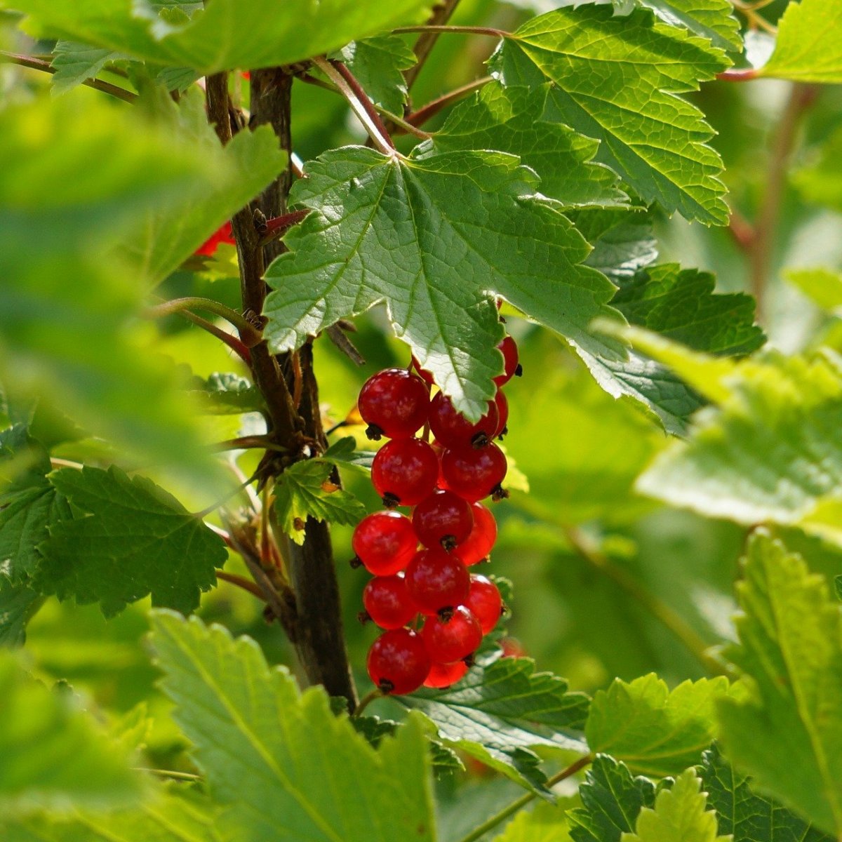 Смородина красная - ribes rubrum