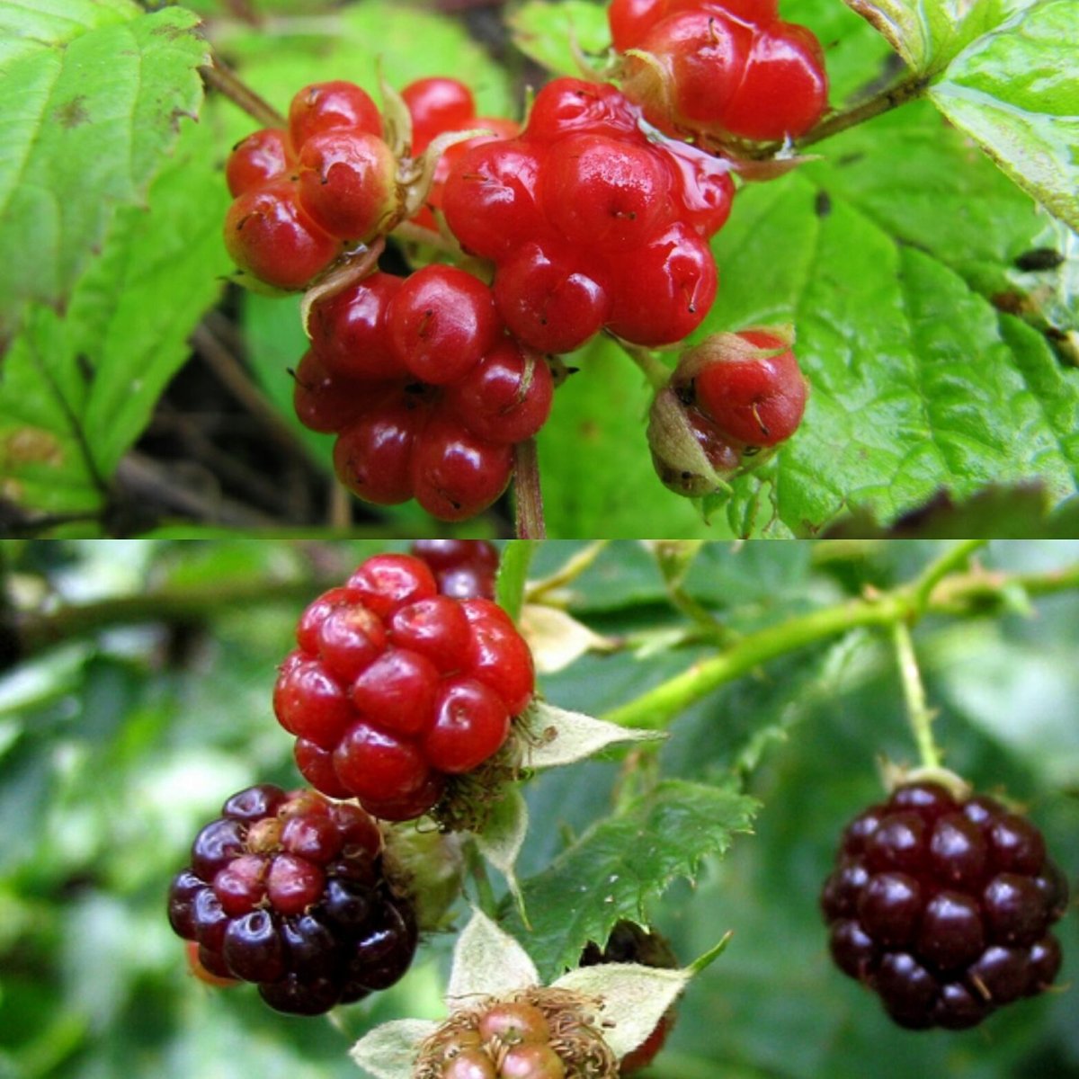 Rubus saxatilis костяника
