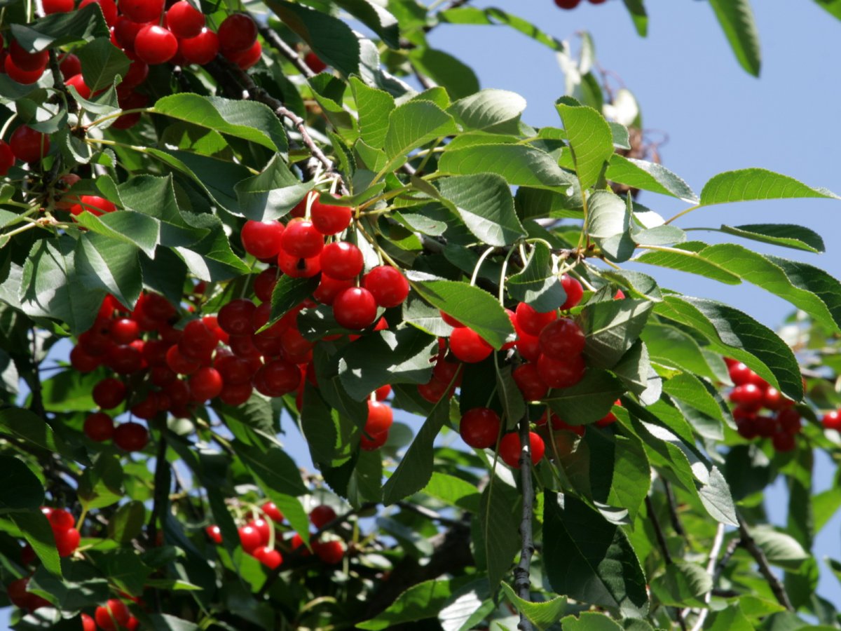 Вишня Степная (Prunus fruticosa)