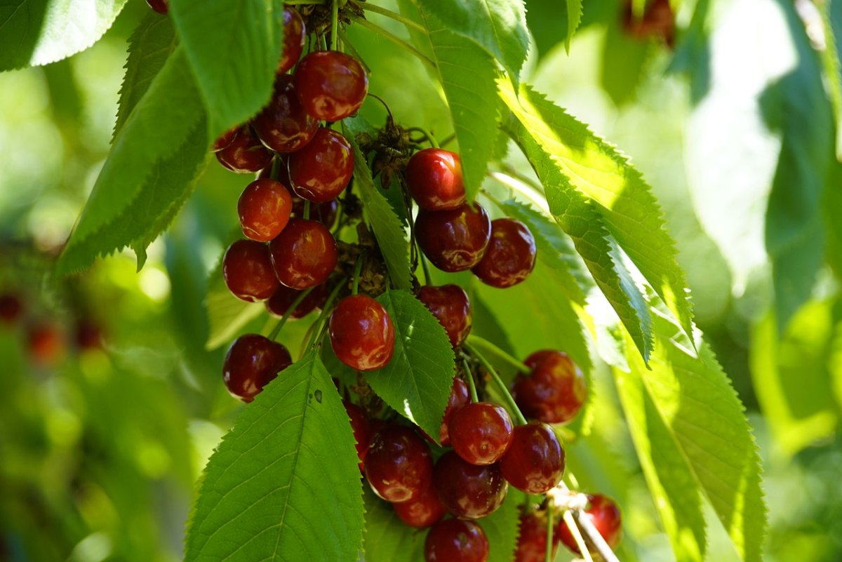 Sweet Cherry дерева