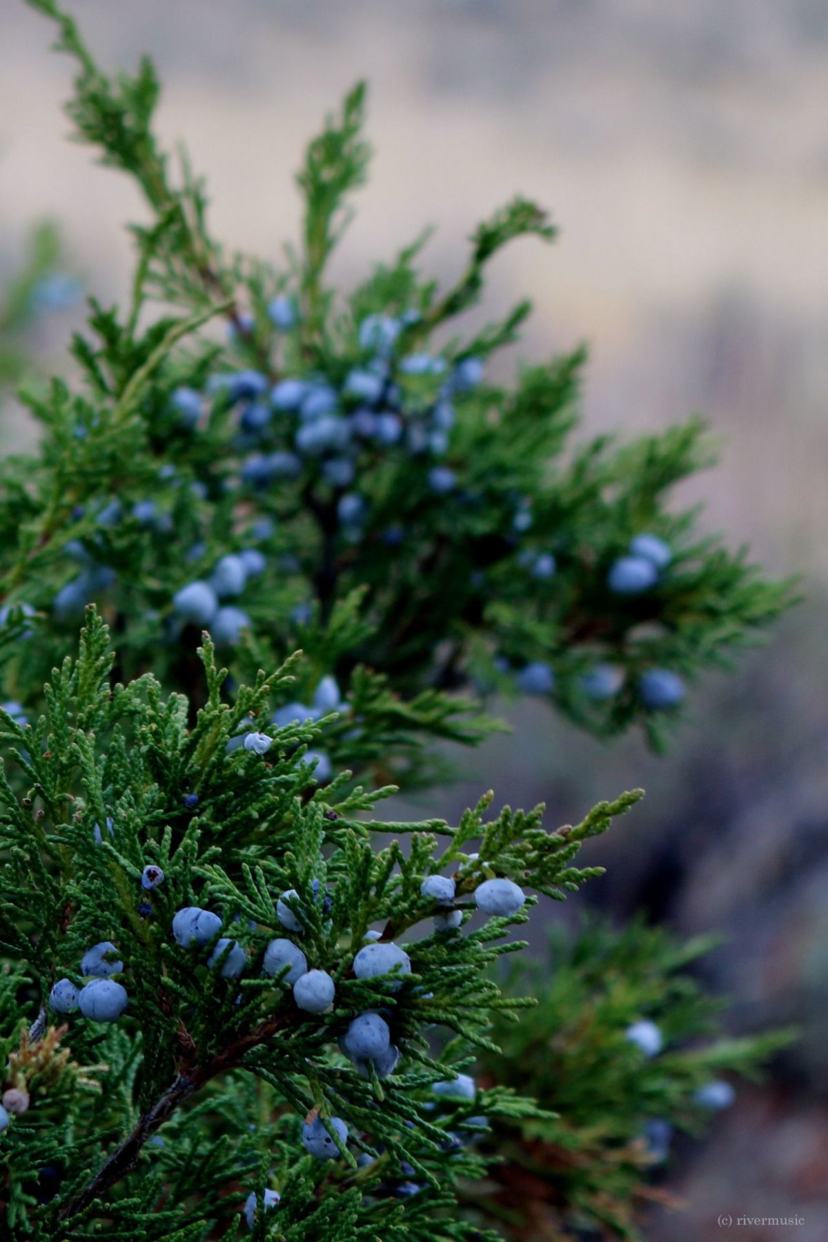Juniper Berry можжевельник