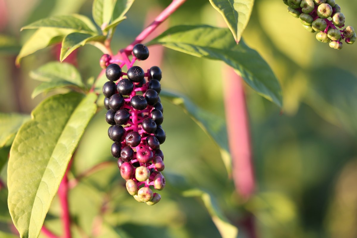 Фитолакка (Phytolacca Americana)