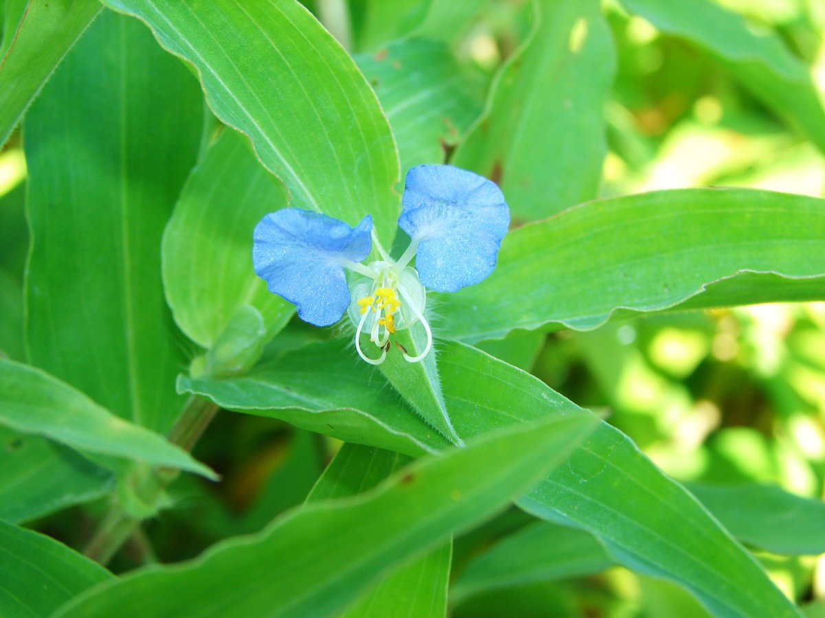 Коммелина обыкновенная (Commelina communis)