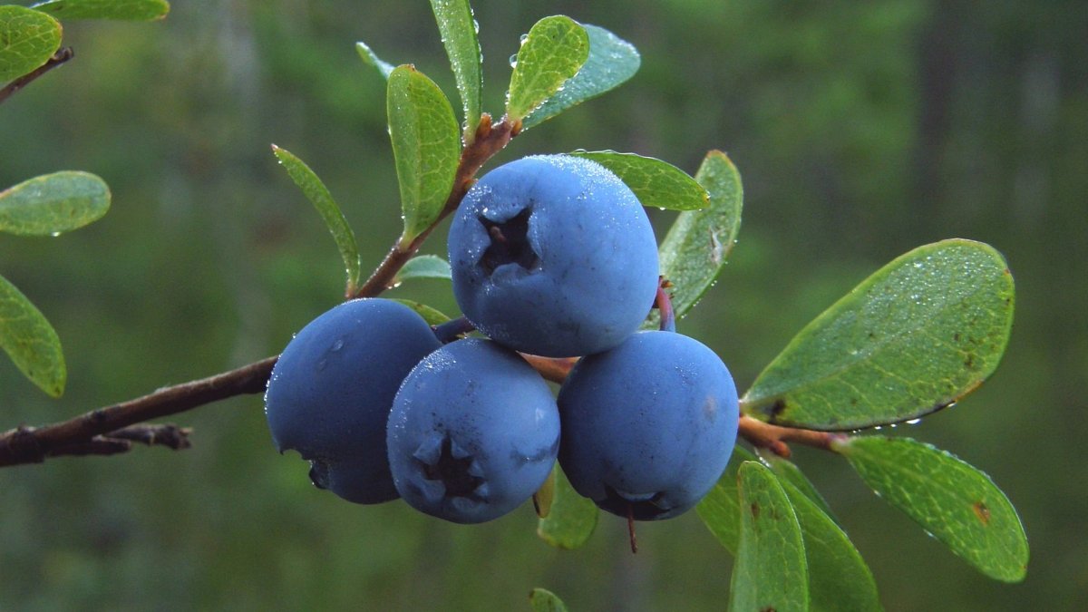 Vaccinium uliginosum голубика