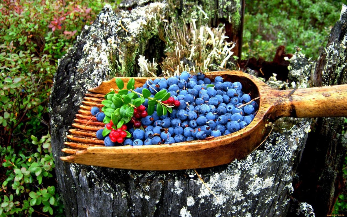 Дикоросы черника