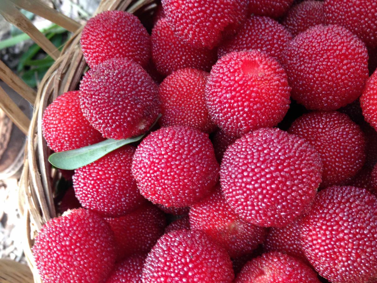 Bayberry ягода