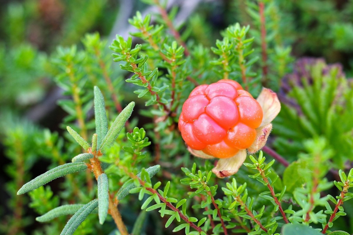 Морошка (Rubus chamaemorus)