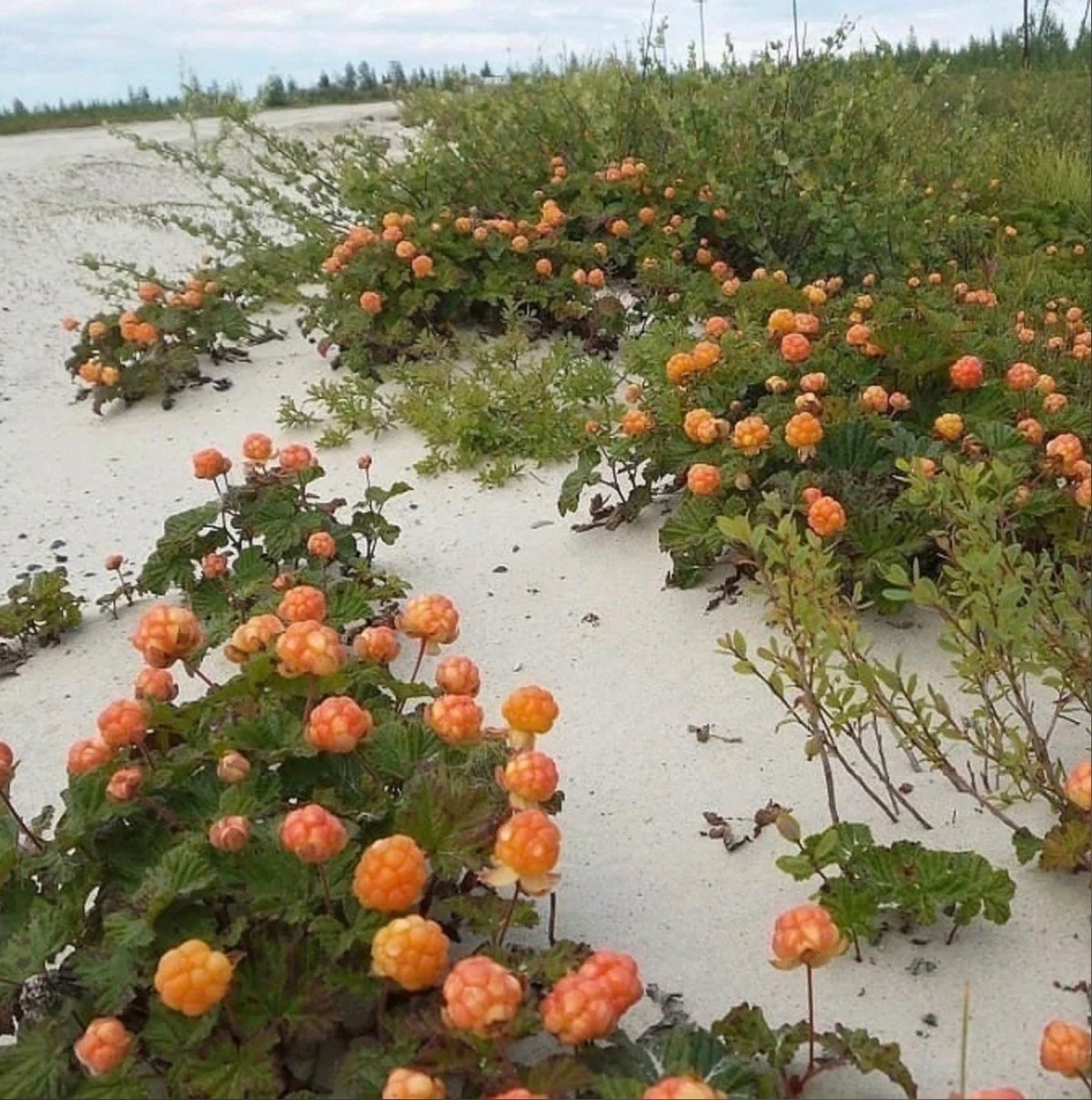 Морошка куст