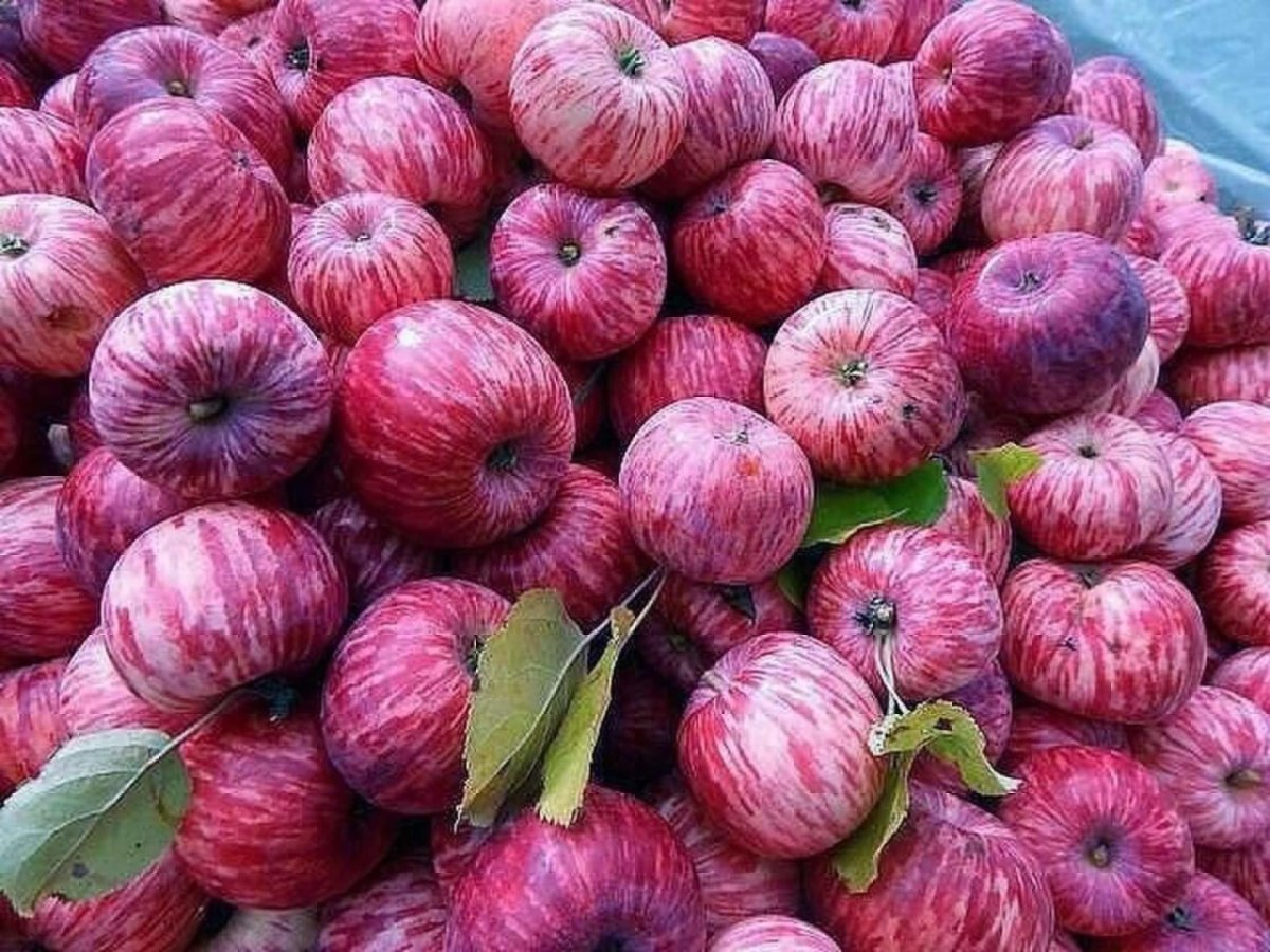 Сорт яблок брызги шампанского