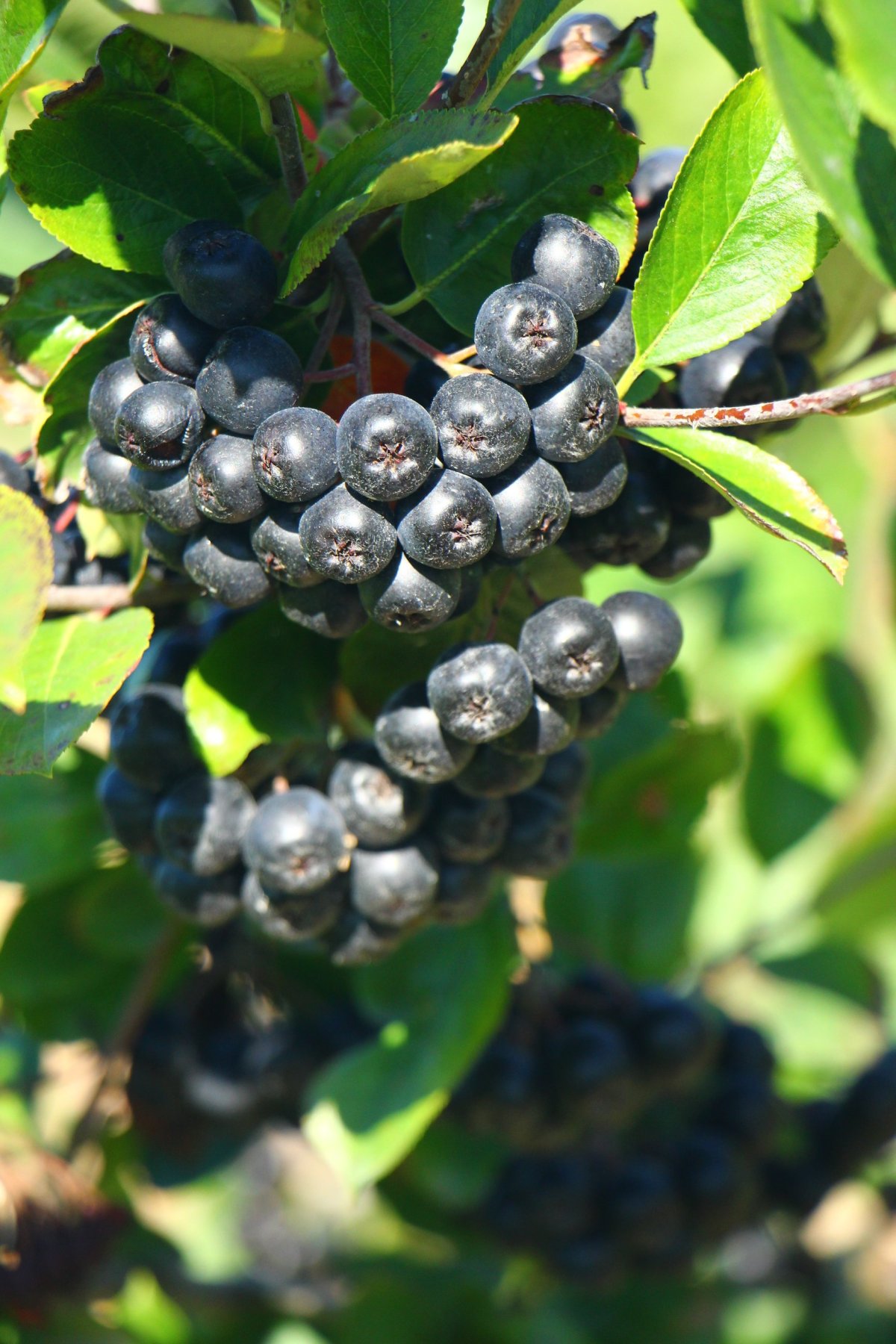 Арония черноплодная (Aronia melanocarpa)