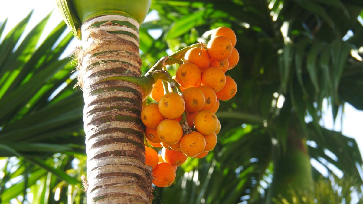 Areca Kia