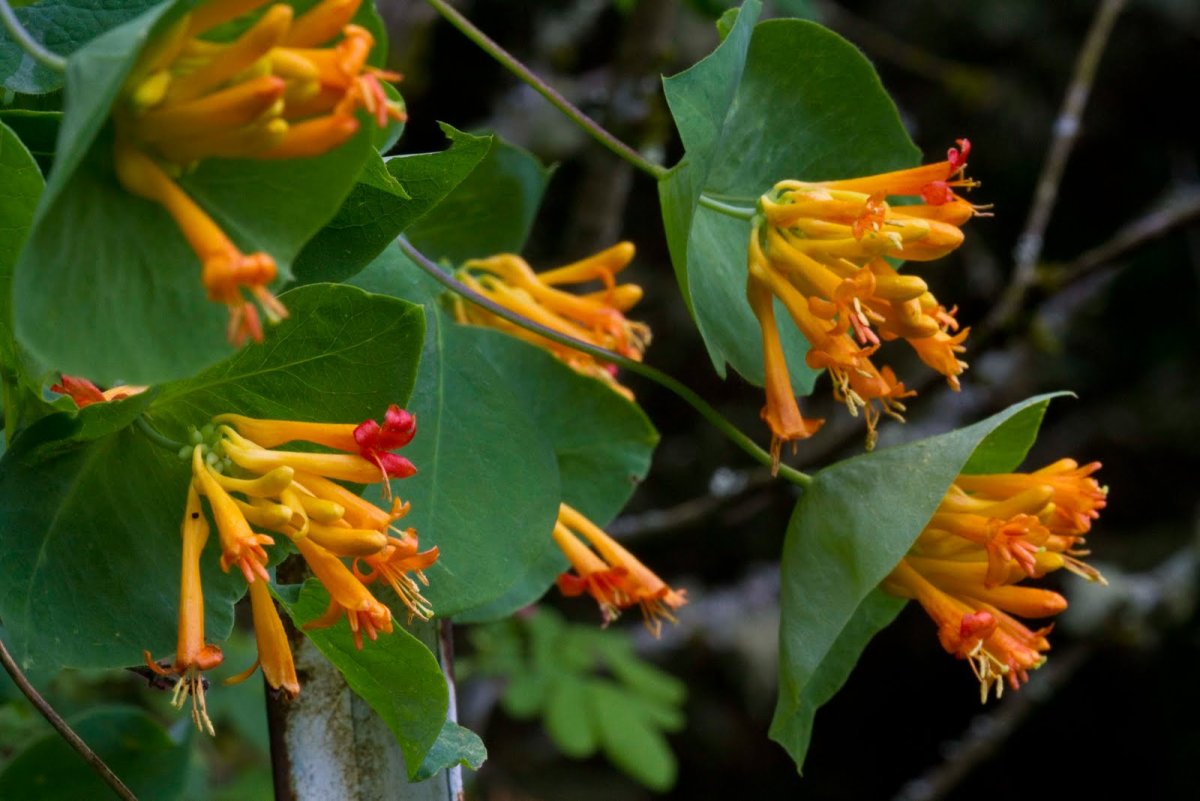 Lonicera ciliosa