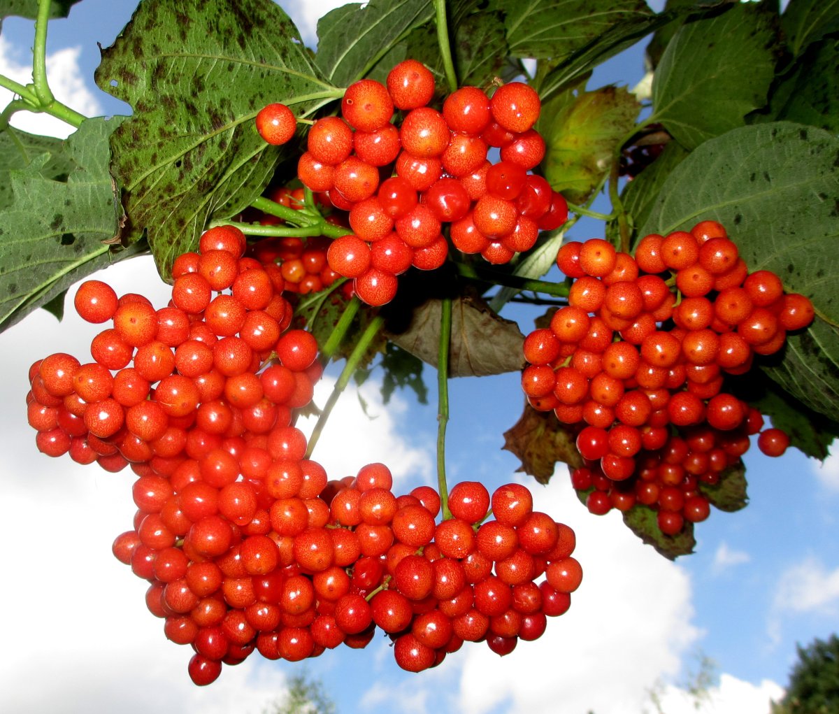 Калина Viburnum дерево