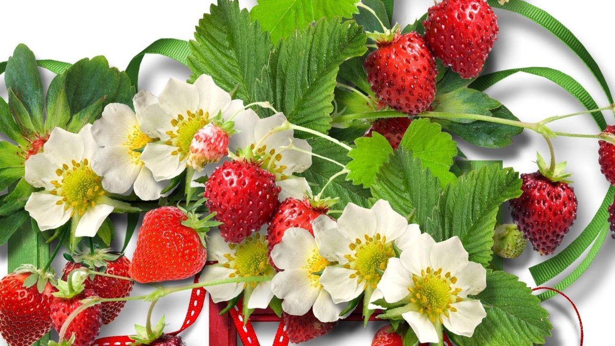 Клубника с цветами