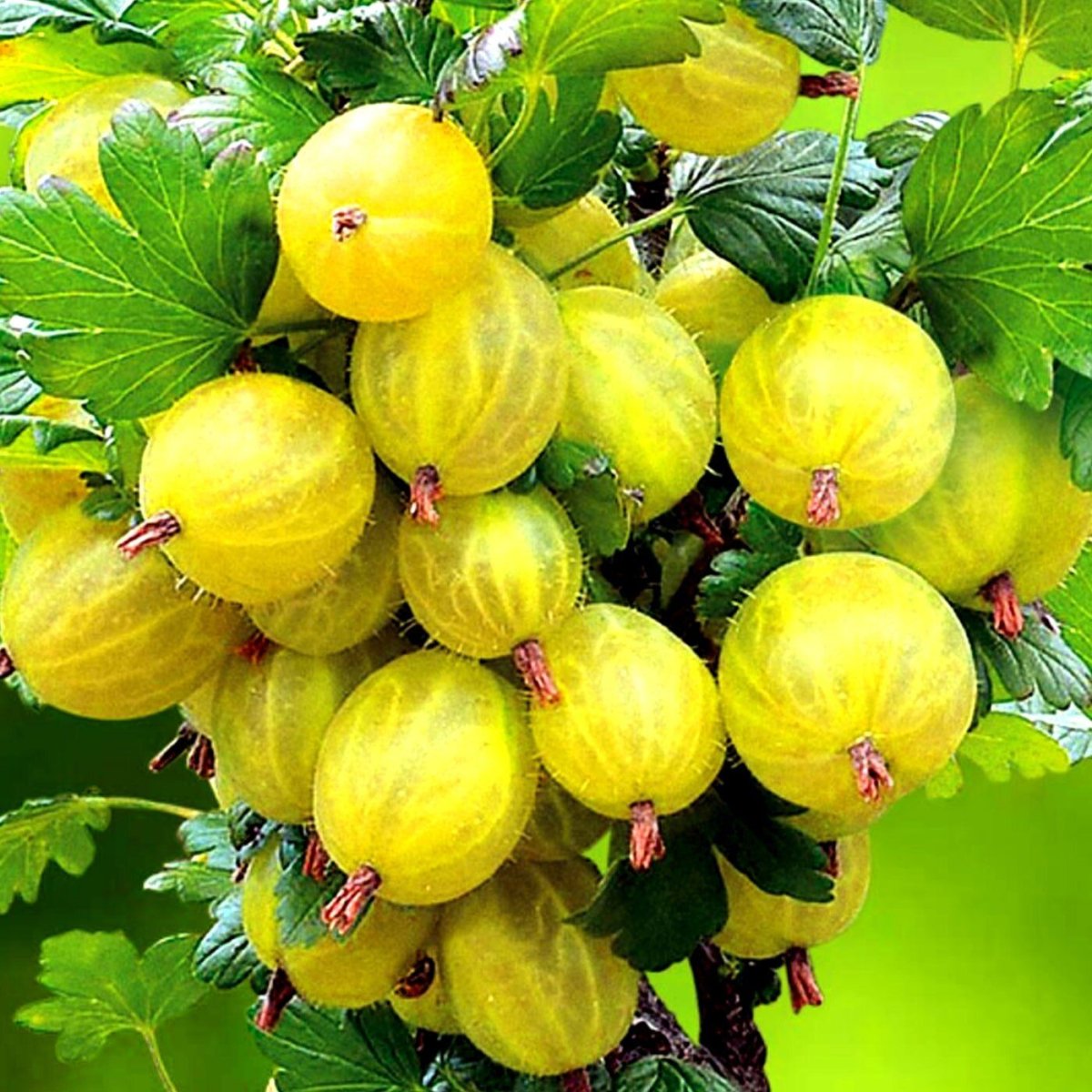 Крыжовник Инвикта саженцы