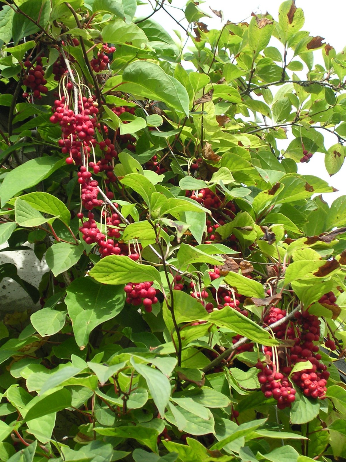 Лимонник китайский (Schisandra chinensis)