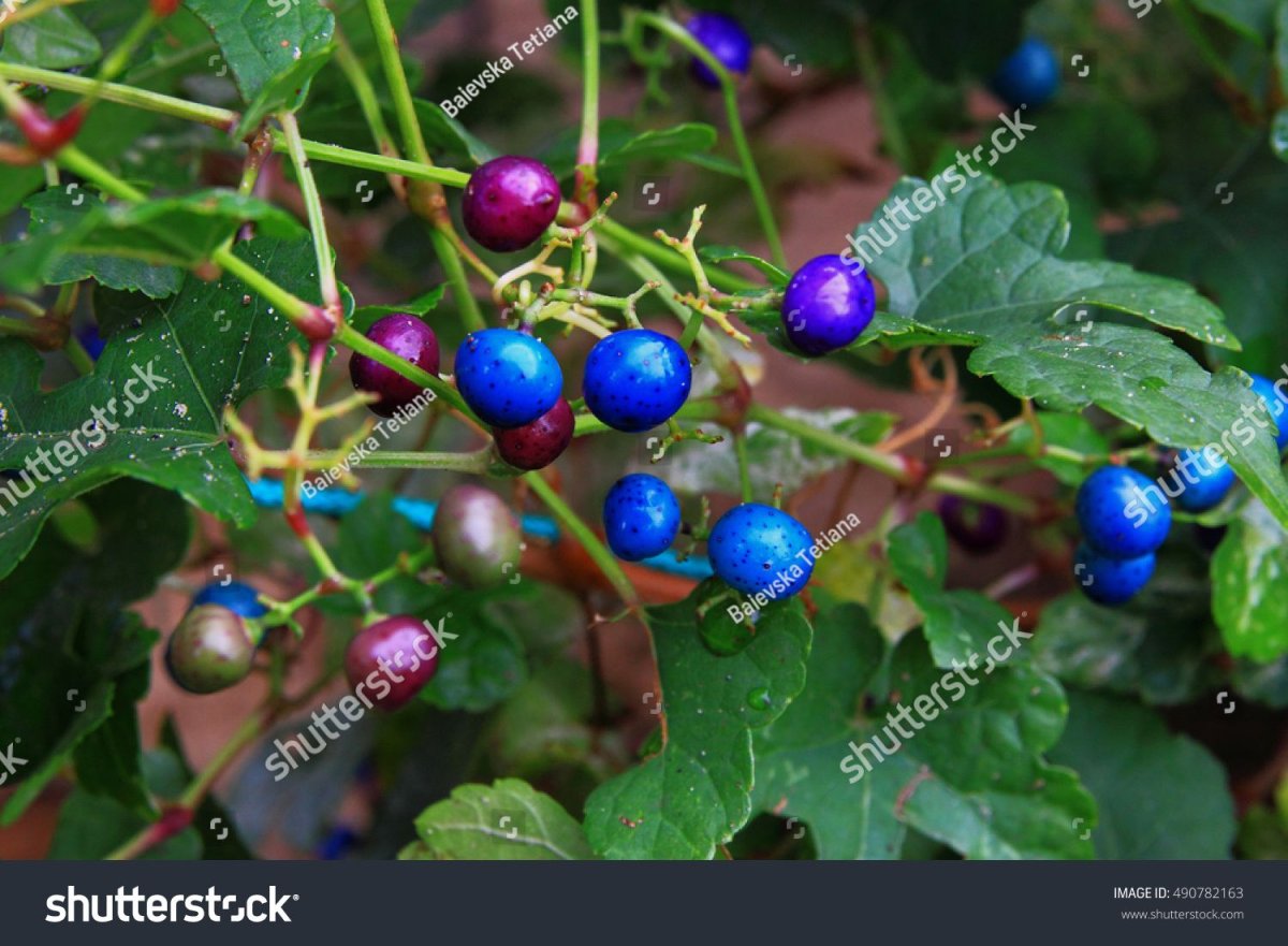 Ampelopsis heterophylla