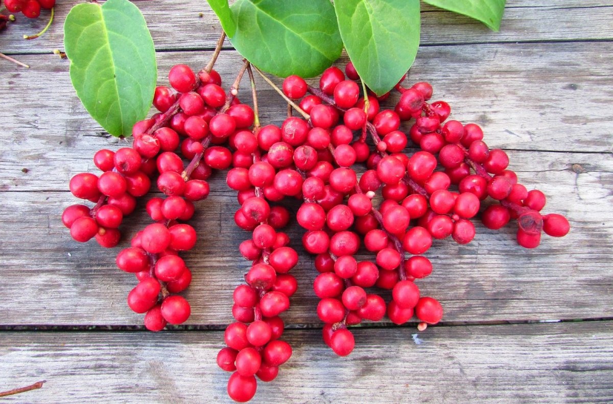 Лимонник китайский (Schisandra chinensis)