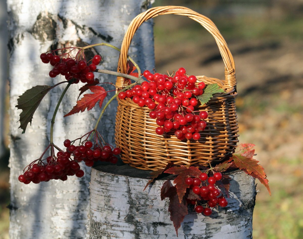 Осенняя корзинка с калиной