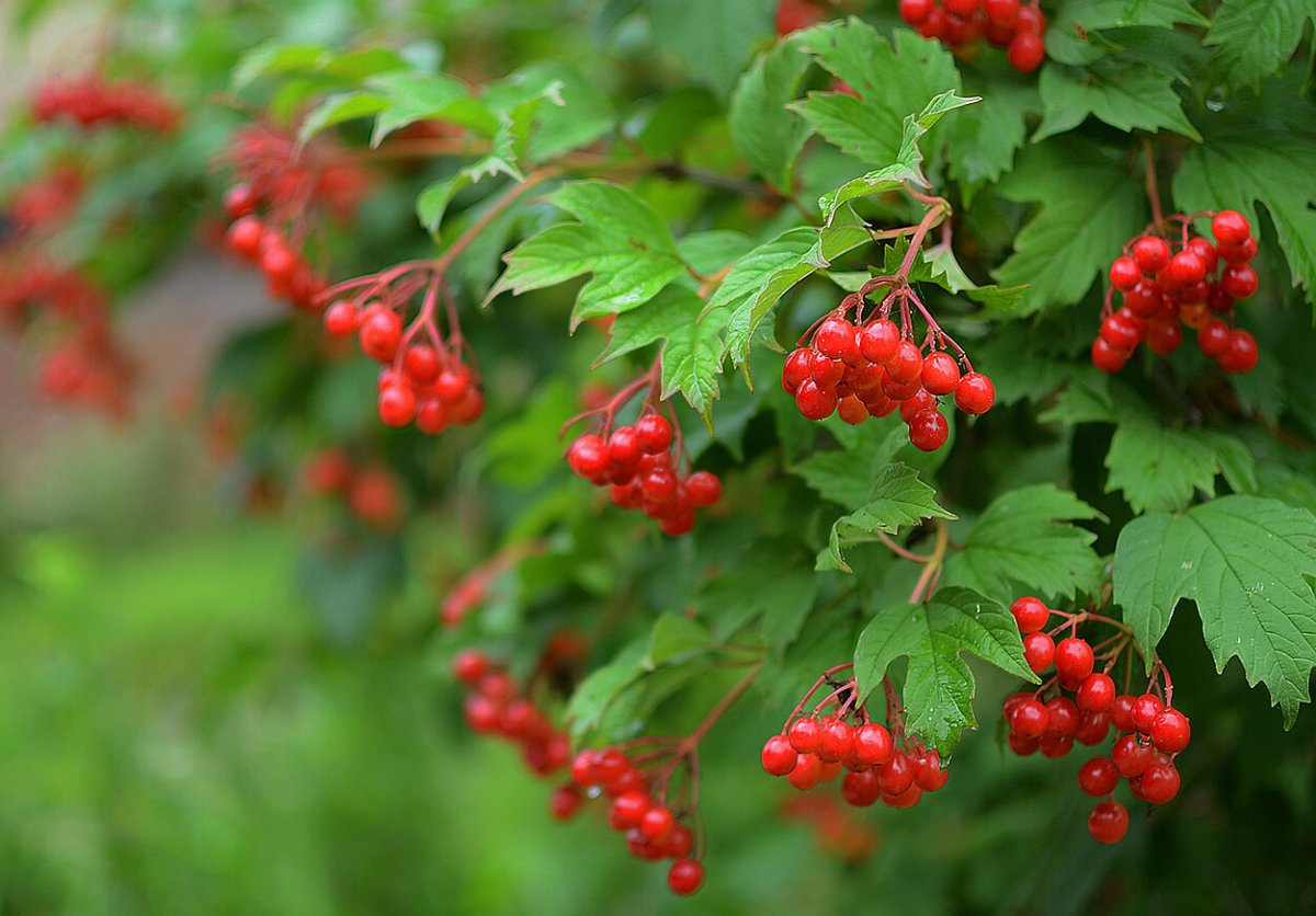 Калина (Viburnum)