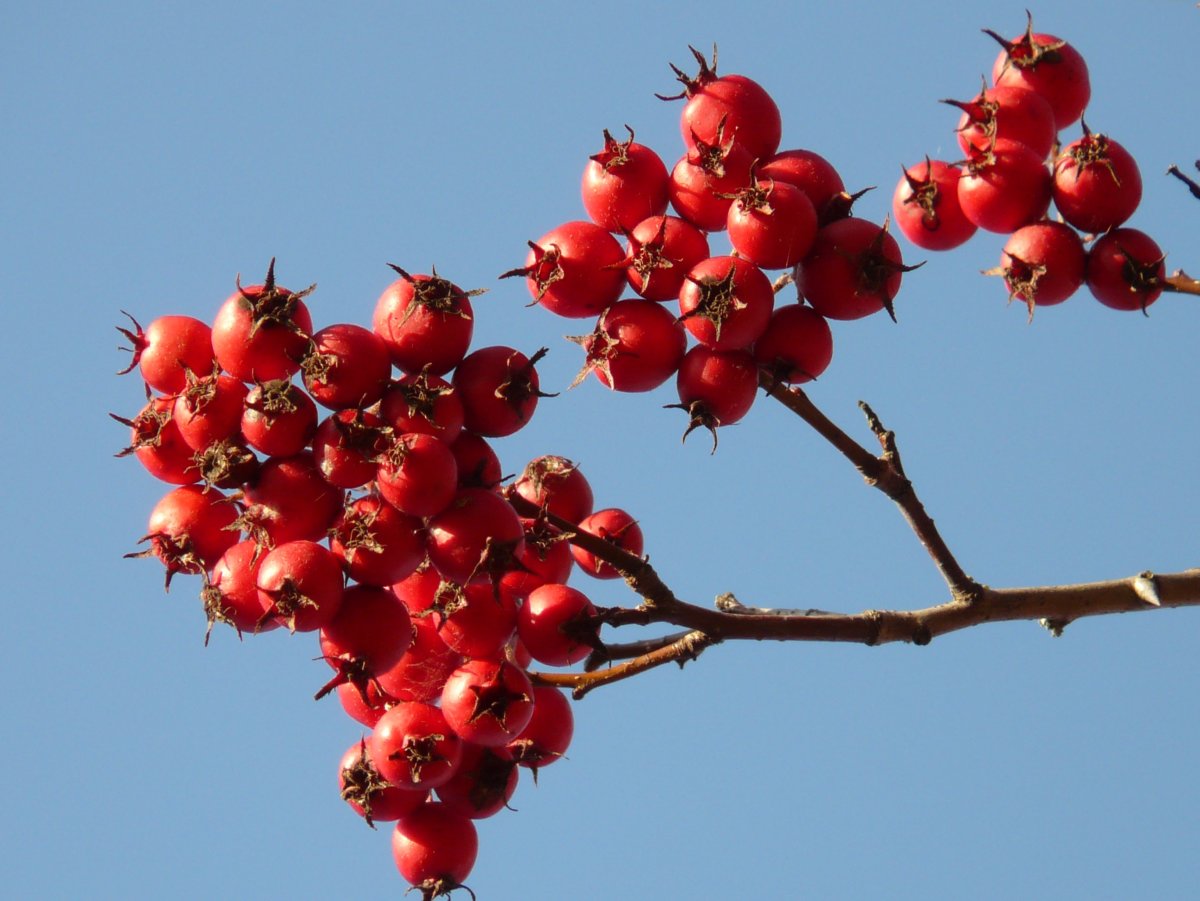 Боярышник Максимовича (Crataegus maximowiczii)