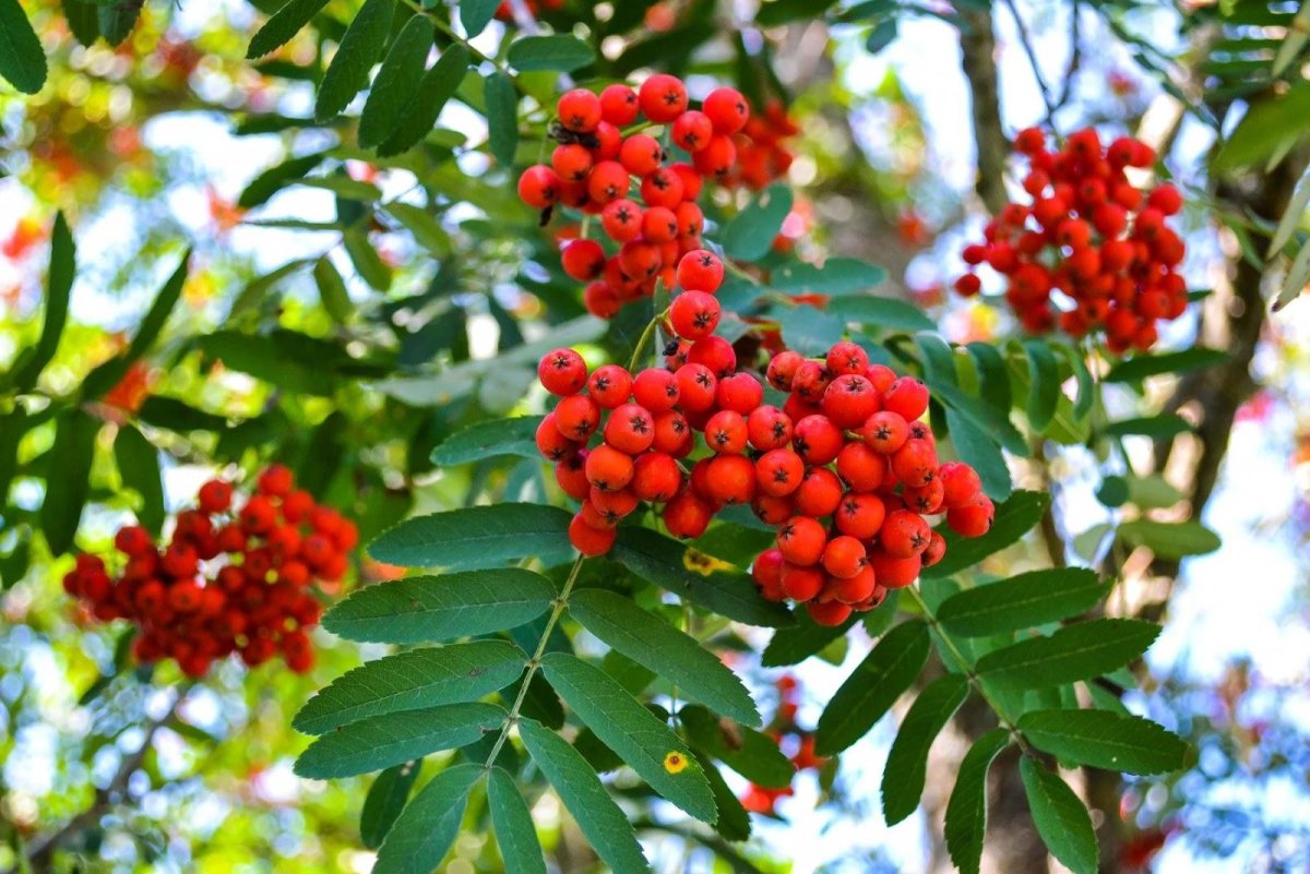 Sorbus aucuparia select