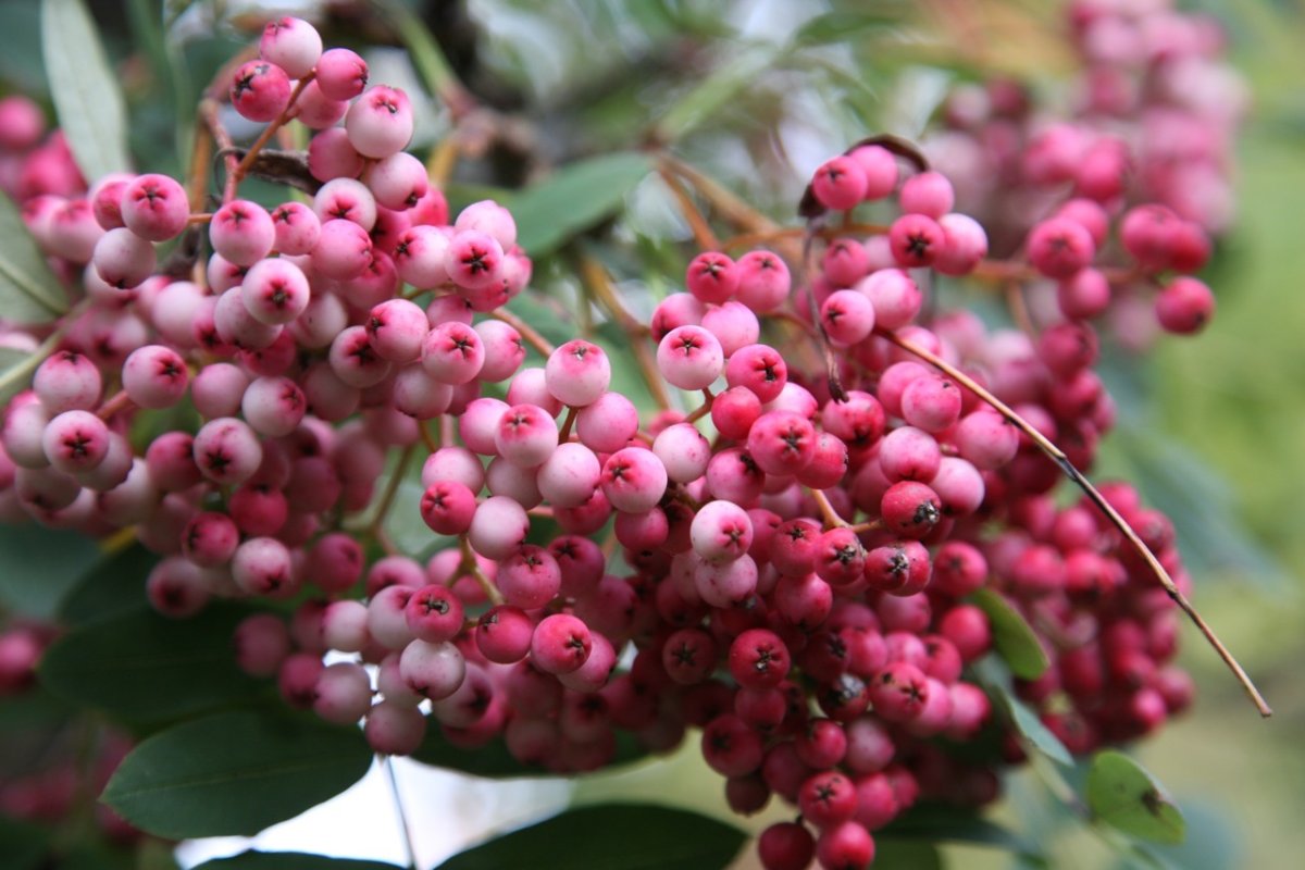 Sorbus vilmorinii