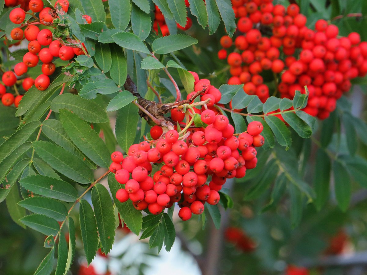 Рябина Скальная (Sorbus rupicola