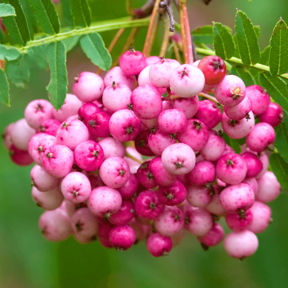 Рябина Вильморена Sorbus vilmorinii