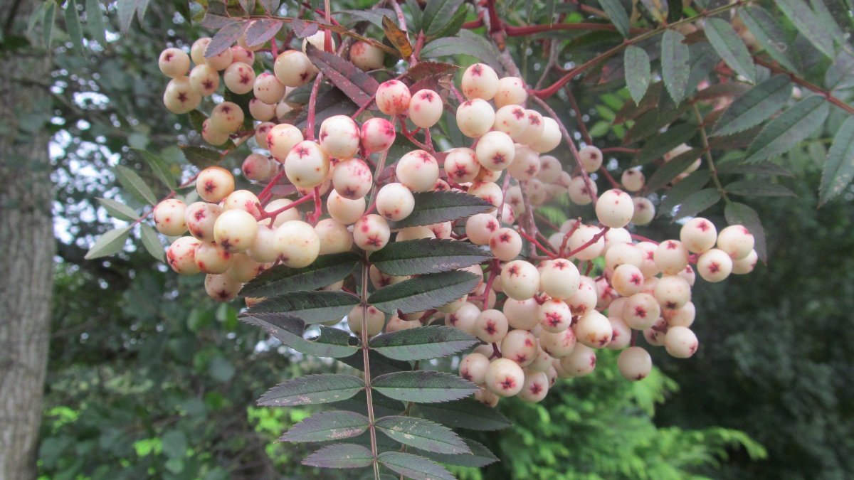 Sorbus vilmorinii