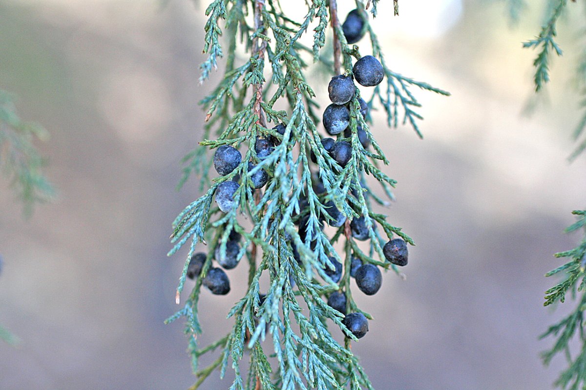 Можжевельник скальный Juniperus scopulorum “Skyrocket”