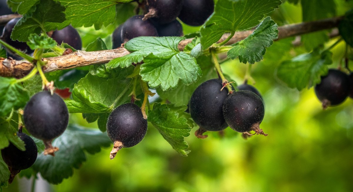 Крыжовник (ribes grossularia `Командор`)