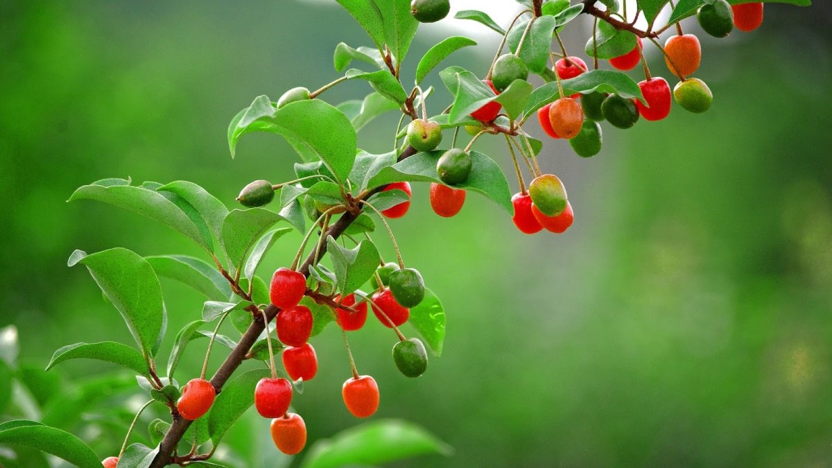 Fruit Tree Wood