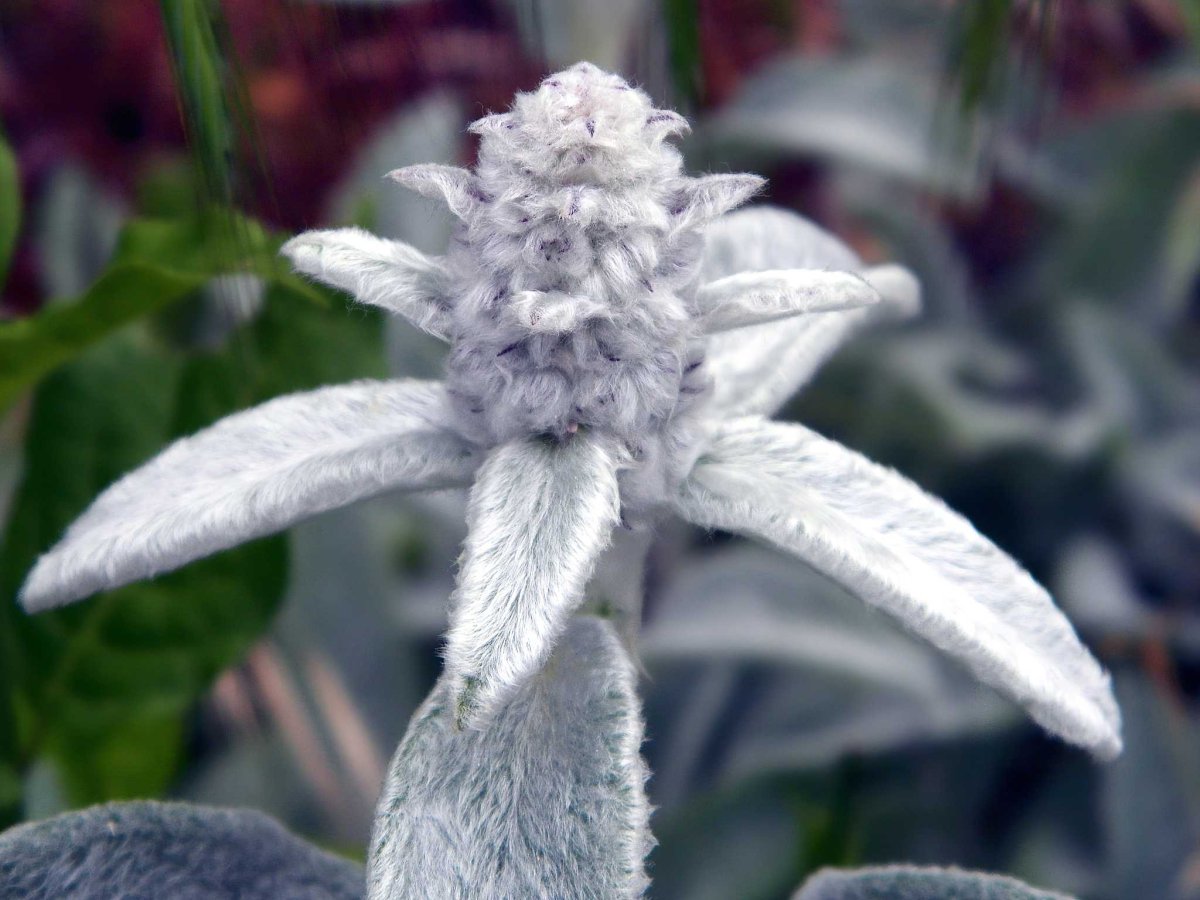 Stachys Lanata клипарт